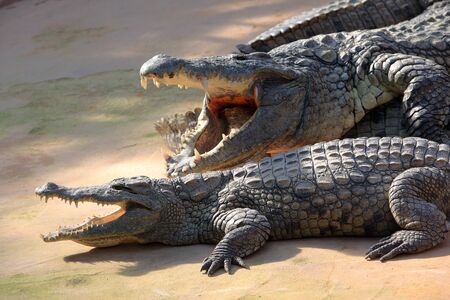 Two large crocodiles showing their jawsの写真素材