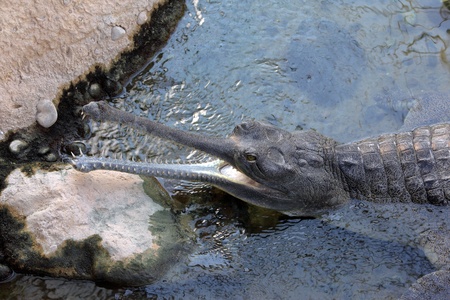 Large indian Gharial showing his jaws out of water