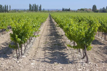 A Wineyard in spring in southern Franceの写真素材