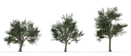Three large trees isolated on white backgroundの写真素材