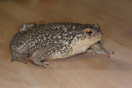 Bufo Spinosus toad sitting on light wood background