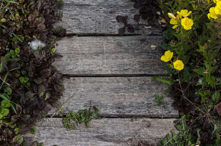 Wild flowers arrangement on wooden background with space for textの写真素材