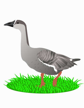 Vectors goose, walking in the grass. Rastered image. Vector format in is also available in my gallery.のイラスト素材