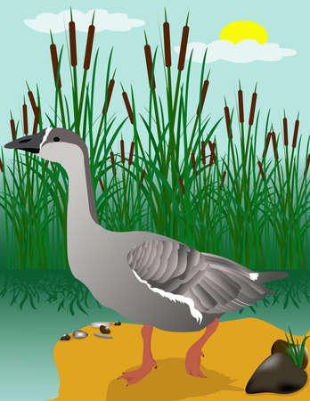 Vectors collecting goose swim in the reservoir.のイラスト素材