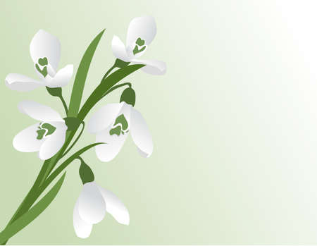  	The first snowdrops.のイラスト素材