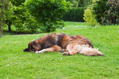 The dog, lying on the grass.の写真素材
