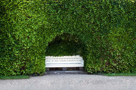 The bench, standing in a niche of the hedge.の写真素材