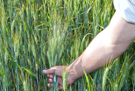 wheat in the men's hand