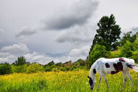 The white horse on the meadowの写真素材