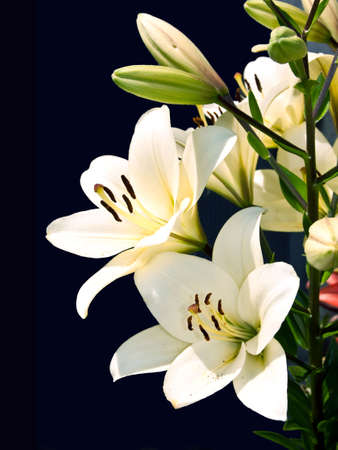 White lily on black background.の写真素材