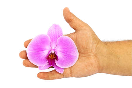 Orchid in a man's handの写真素材