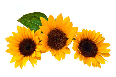 Sunflowers, isolated on a white background.の写真素材