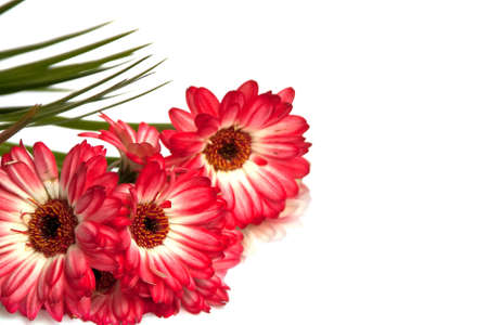 Bouquet of asters.の写真素材