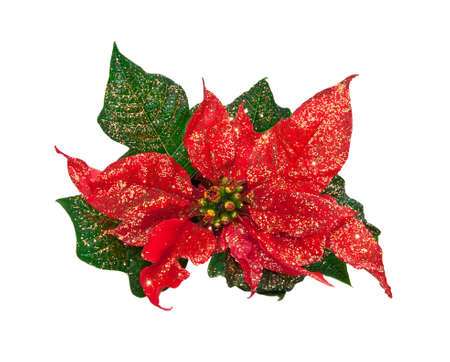 christmas flower isolated on a white background の写真素材