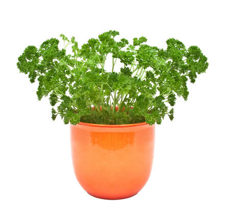 Parsley in a pot isolated on a white background.の写真素材