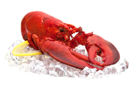 lobster  on Ice isolated on a white backgroundの写真素材