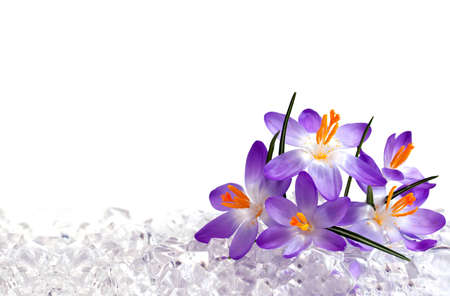 Crocus flowers in iceの写真素材