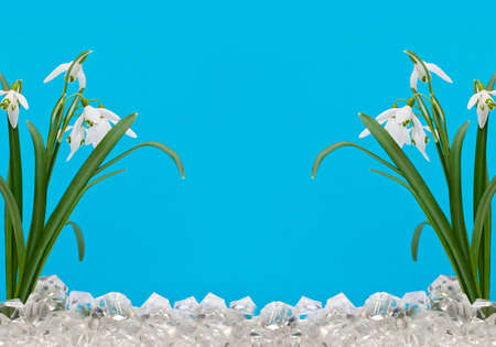The first snowdrops in the ice on a blue backgroundの写真素材