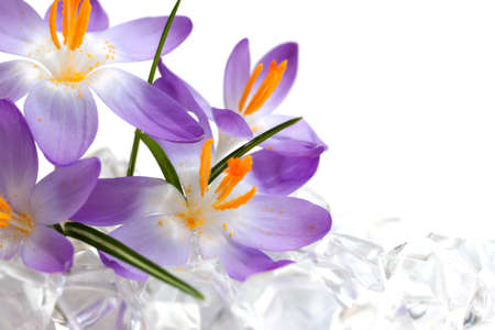 Crocus flowers in iceの写真素材