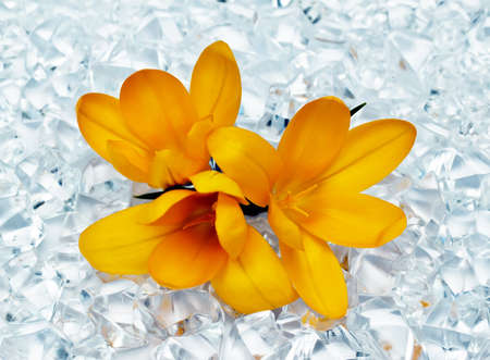 Crocus flowers in iceの写真素材