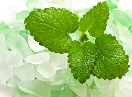 Sprig of lemon balm against salt crystalsの写真素材