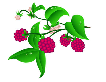 Sprig Raspberry のイラスト素材