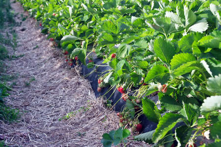 Strawberry field の写真素材