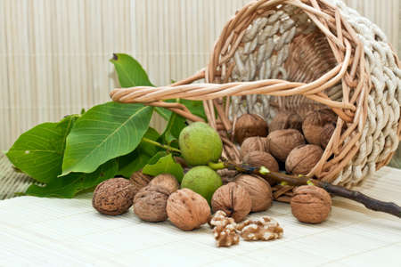 Walnuts with green leaves and immature fruitの写真素材