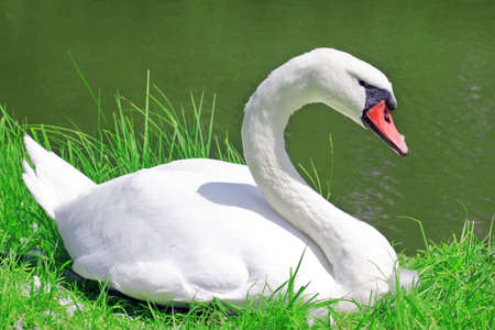White swan on a pondの写真素材