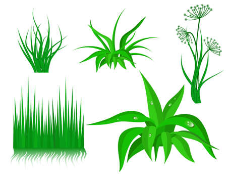 The green grass on white backgroundのイラスト素材