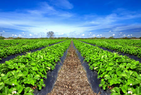Endless Strawberry field の写真素材