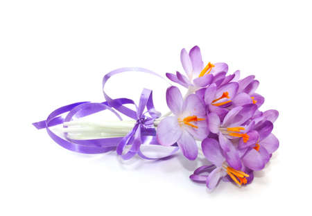  spring crocuses on a white background の写真素材