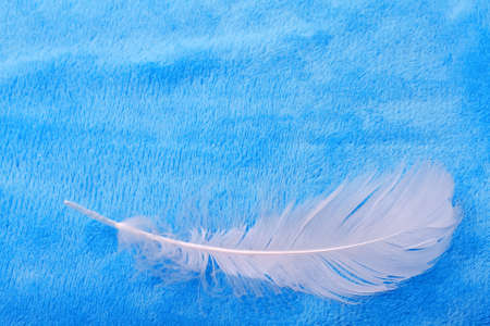White feather on a blue backgroundの写真素材