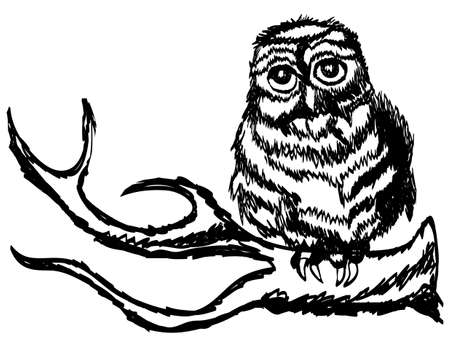 owl on a tree branchのイラスト素材