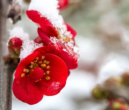 Flowers in the snow close-up の写真素材