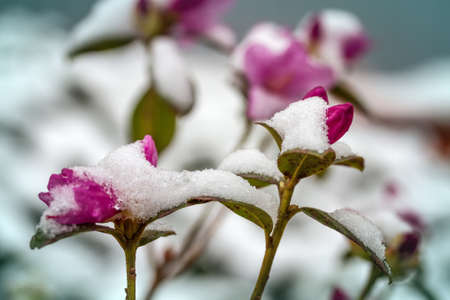 Flowers in the snow close-up の写真素材