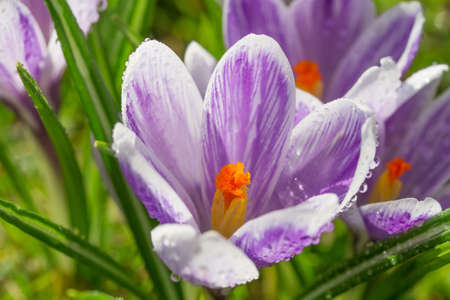 Crocus flower closeupの写真素材