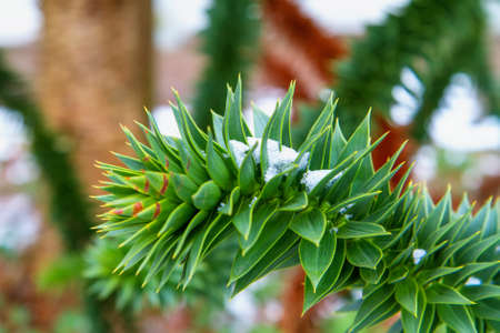  Monkey tree  branch  araucaria  under the snowの写真素材