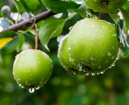 Green apples on a branch in a gardenの写真素材