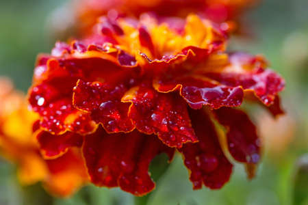Marigold flower close-upの写真素材