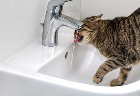 European cat drinks water from the tap  の写真素材