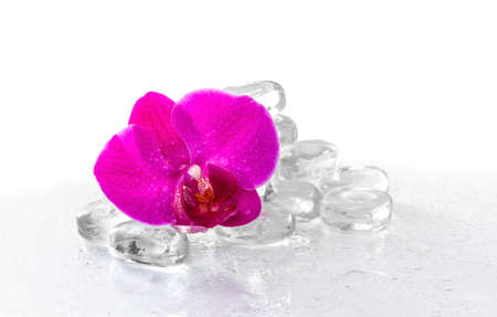Pink orchid with dew and reflection