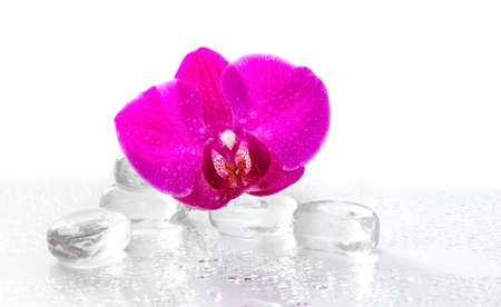Pink orchid with dew and reflectionの写真素材