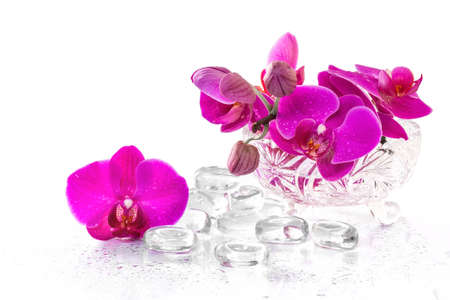 Pink orchid with dew and reflectionの写真素材
