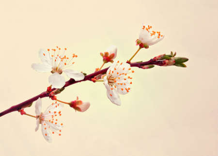 Blooming sakura branch 