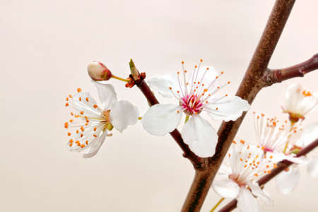 Blooming sakura branch の写真素材