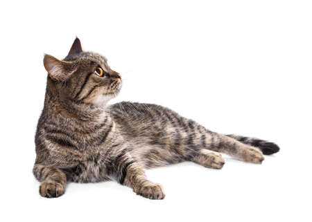 European cat on a white backgroundの写真素材