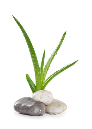 Aloe leaves and stones zen with drops of dewの写真素材