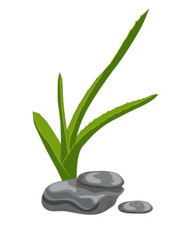 Aloe leaves and zen stones  Isolate on white のイラスト素材