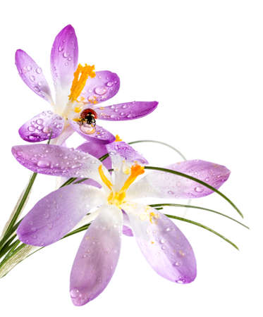 Ladybird on flower crocus with dewの写真素材